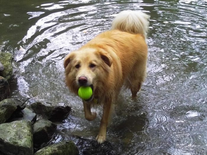 The Woodlands Pet Resort and Spa Pet Boarding
