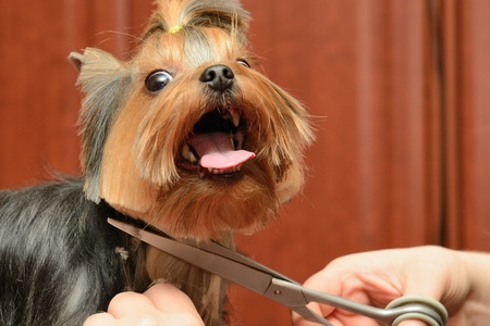 Pet Grooming at the Woodlands Pet Resort & Spa