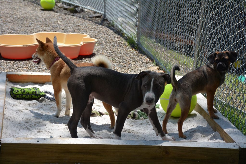 The Woodlands Pet Resort and Spa